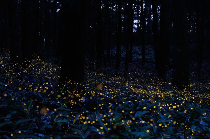long-exposure-fireflies-at-night-in-japan-tsuneaki-hiramatsu-8.jpg